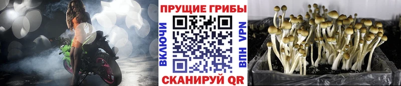 Псилоцибиновые грибы мицелий  маркетплейс формула  Люберцы  магазин  наркотиков 